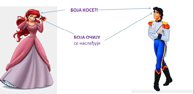 Nasleđivanje osobina uz dominantne i recesivne gene