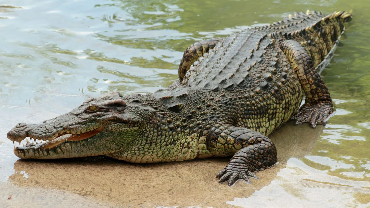 Krokodil — amfibijska životinja koja živi u vodi ali jaja polaže na kopnu