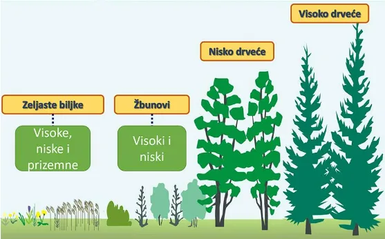 Šumsko drveće — živi deo biocenoze koja nastanjuje šumski biotop