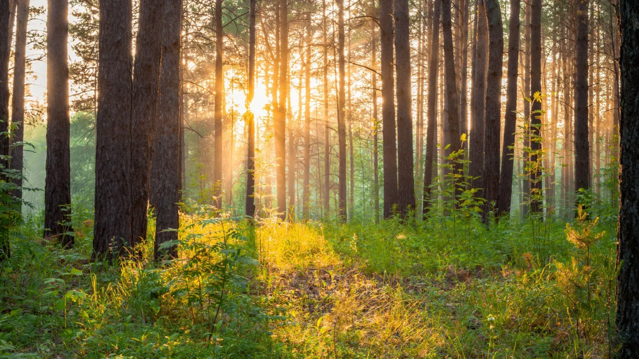 Šuma menja temperaturu, vetar i vlažnost vazduha