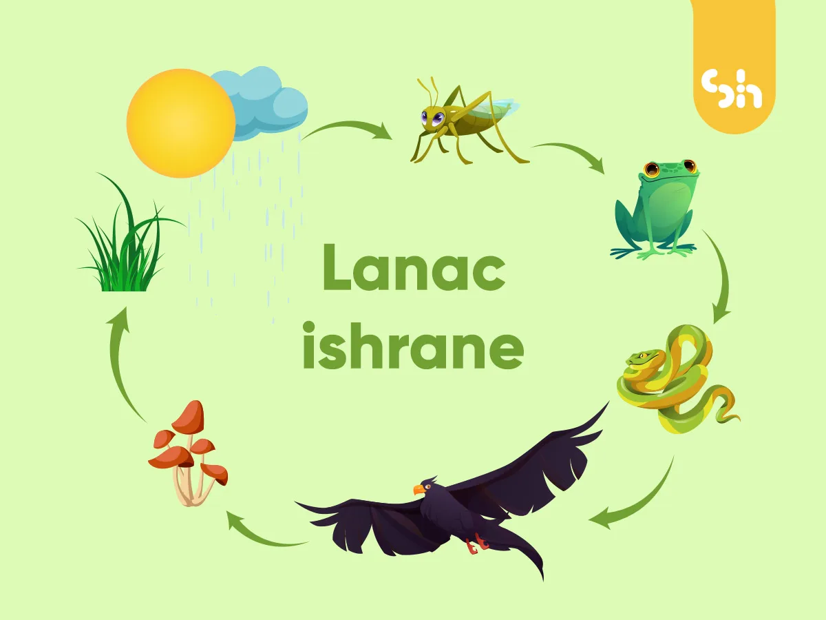 Lanci ishrane — jedan od ključnih biotičkih faktora koji povezuju vrste u ekosistemu