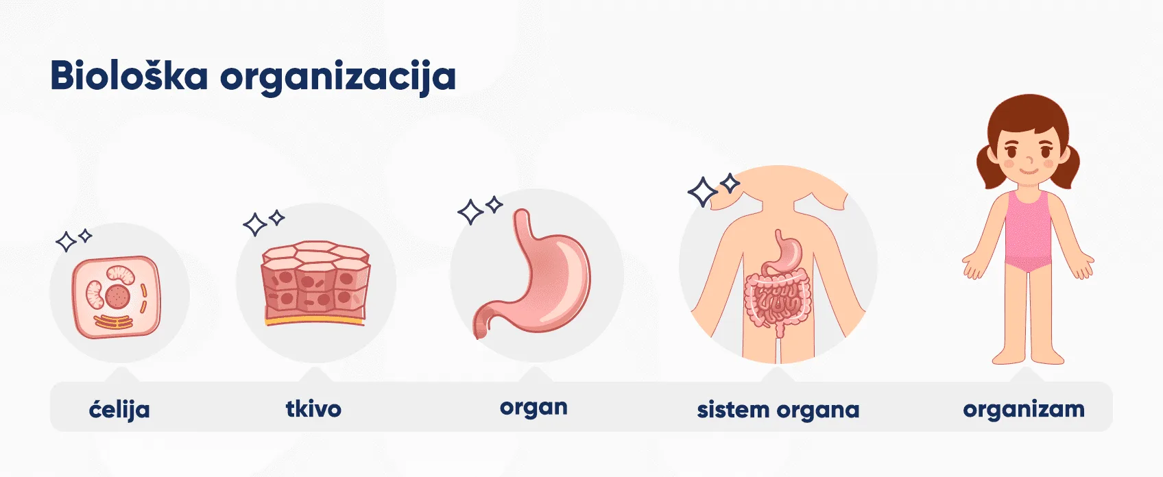 Biološka organizacija — od ćelije do organizma