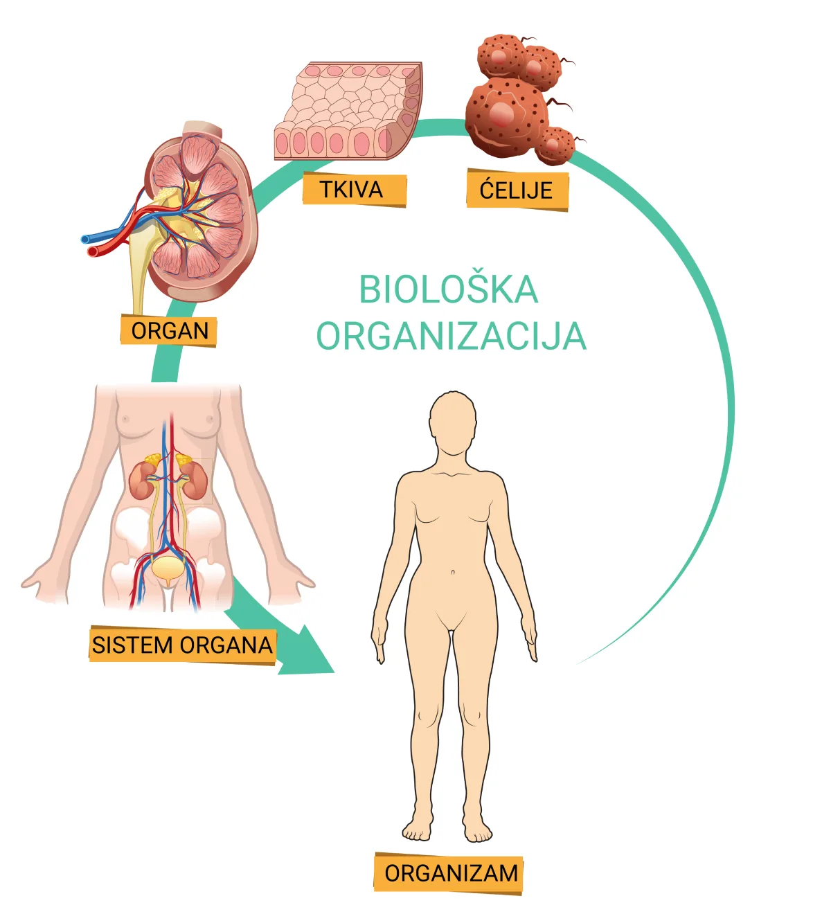 Biološka organizacija od ćelije do organizma