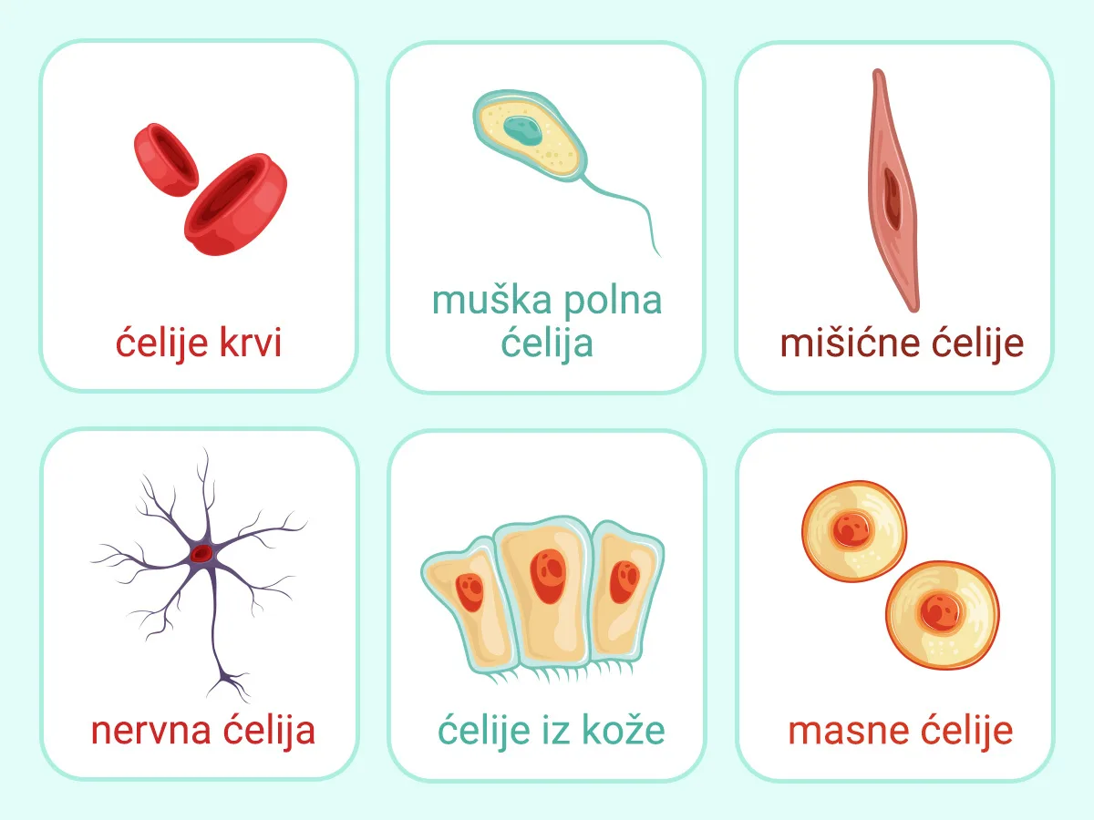 Ljudske ćelije — različiti oblici za različite poslove