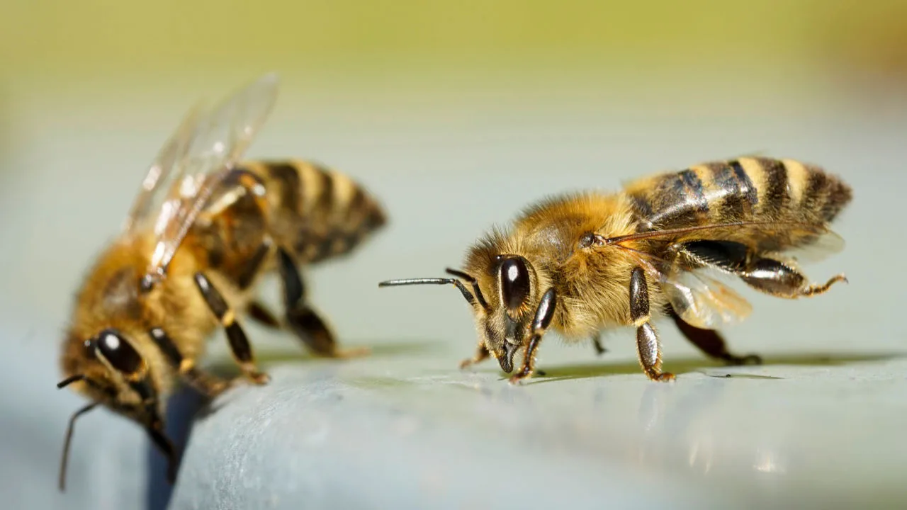Različiti insekti i drugi beskičmenjaci koji mogu izazvati ujed ili ubod