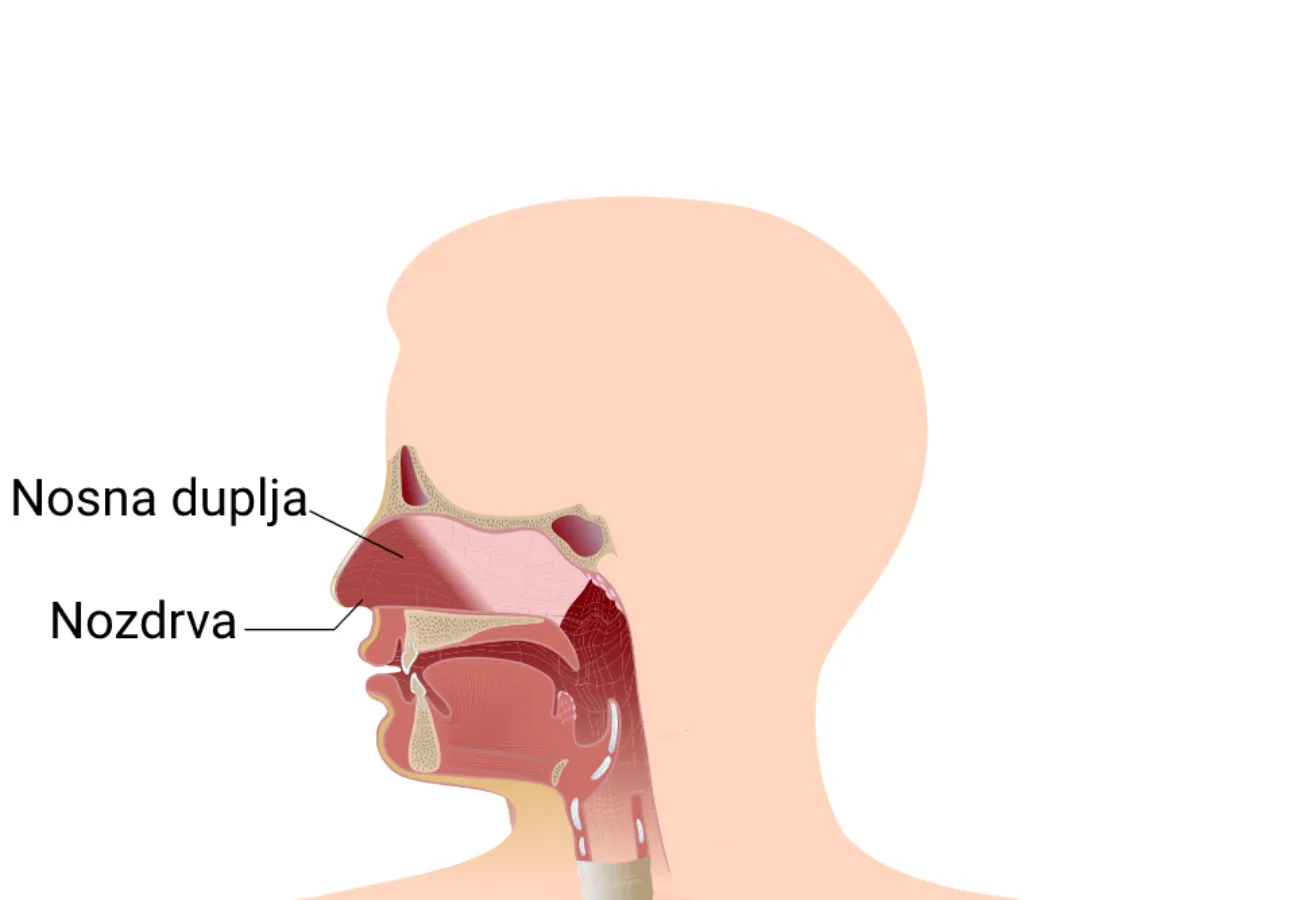 Nosna duplja — put vazduha do pluća