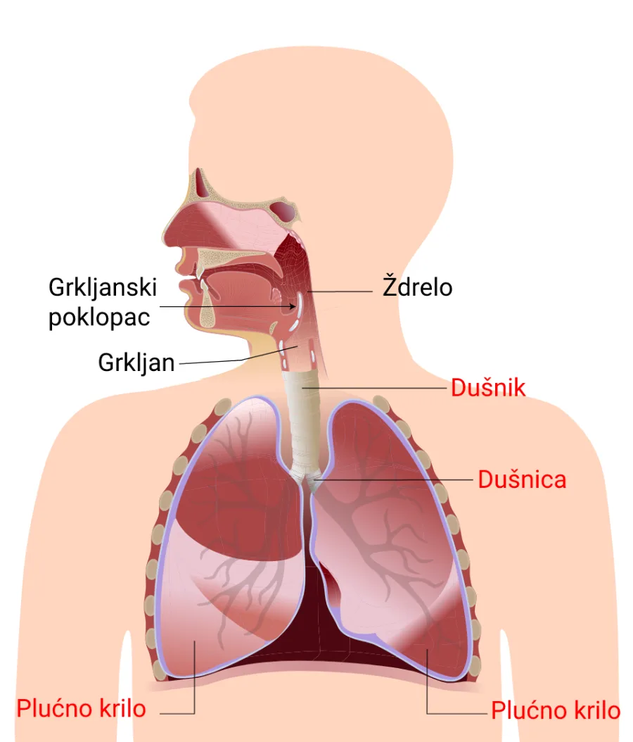 Pluća — organ za disanje čoveka