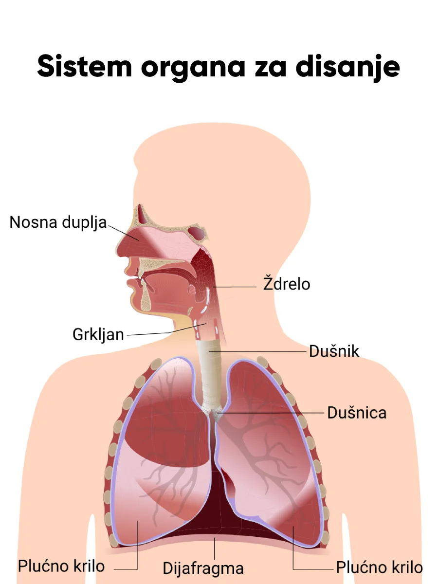 Razmena gasova — sistem organa za disanje