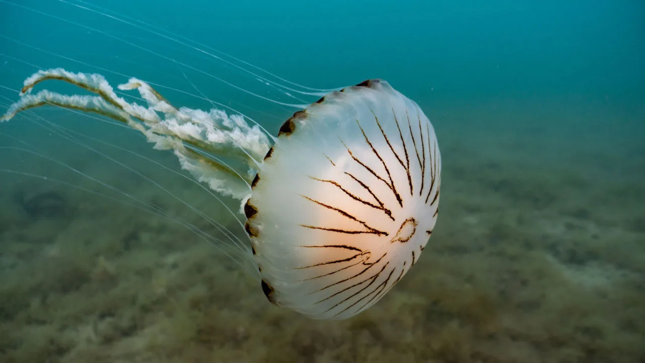 Meduza — dupljar sa crevnom dupljom umesto organa za varenje