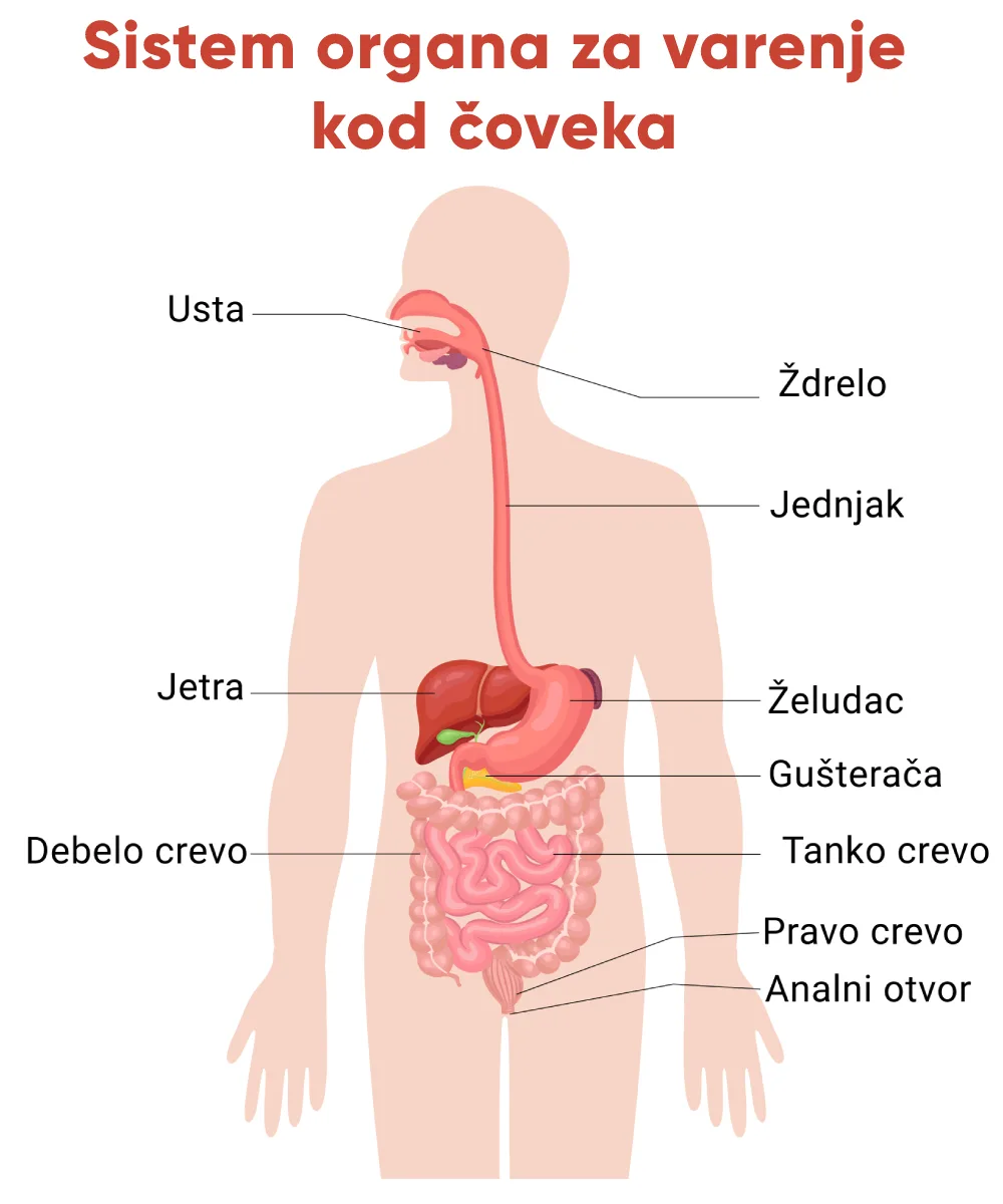 Sistem organa za varenje — usta, jednjak, želudac, creva, jetra