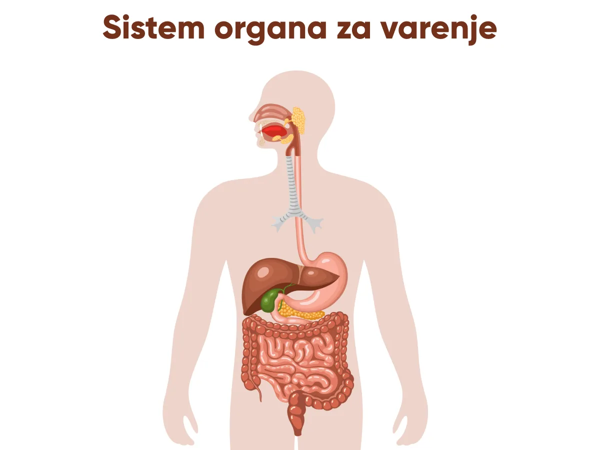 Početak varenja u ustima