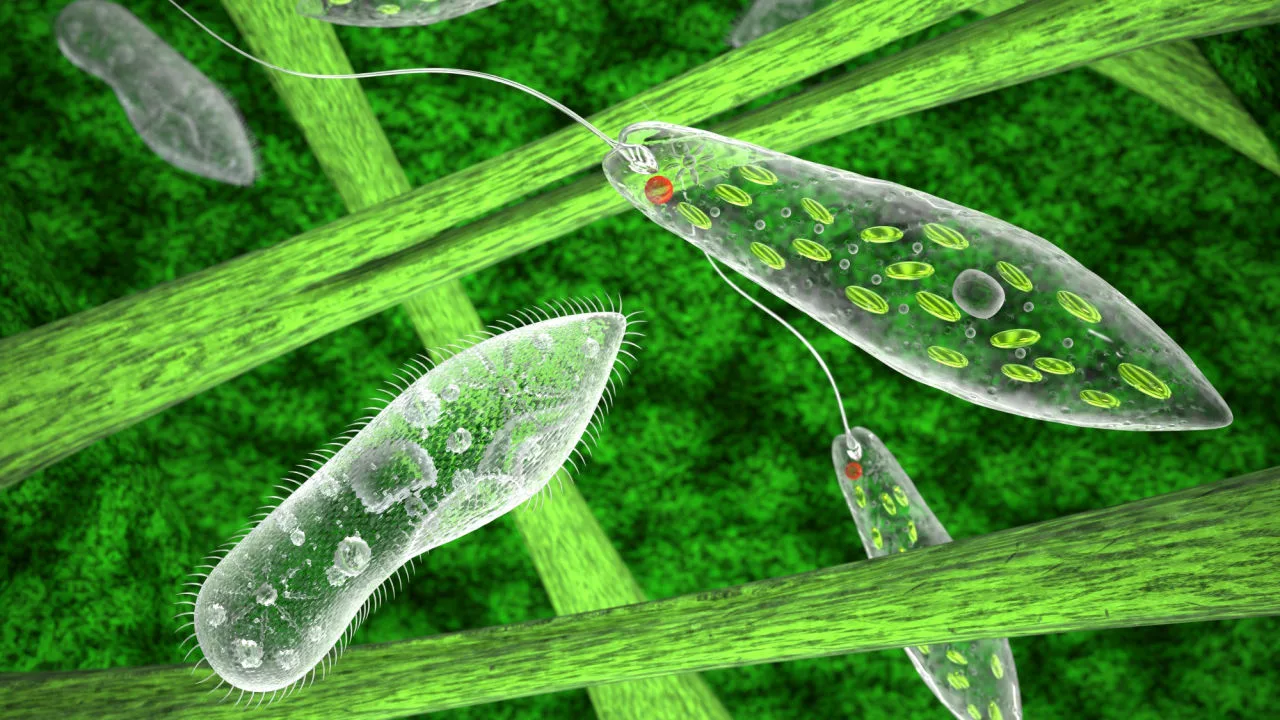 Zelena euglena — miksotrof koji menja način ishrane