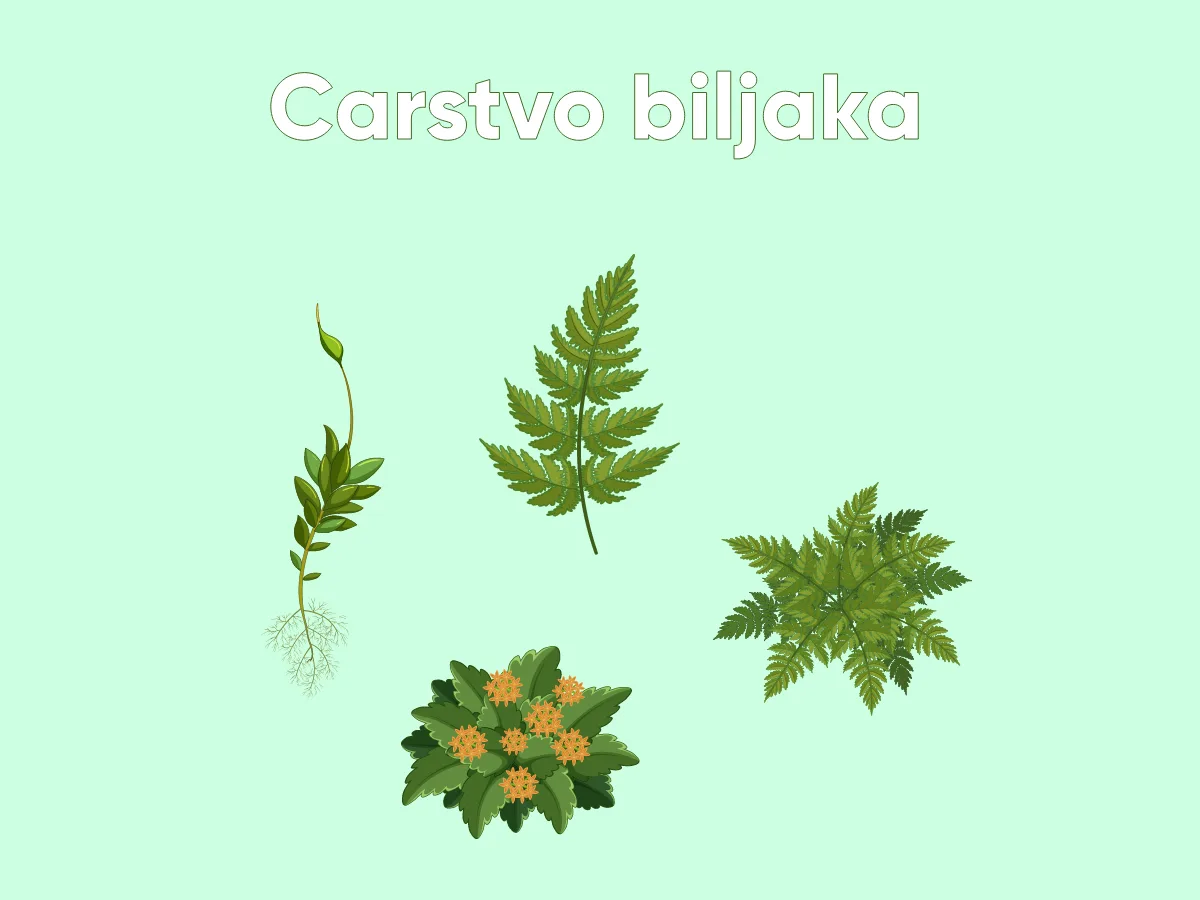 Carstvo biljaka — raznovrsnost biljnog sveta