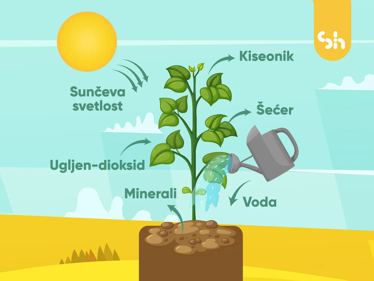 Fotosinteza — biljka pretvara CO₂, vodu i sunce u hranu