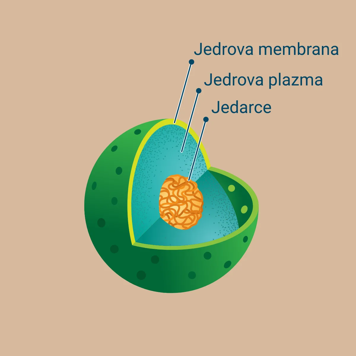 Građa jedra sa hromozomima, jedarcetom i jedrovom opnom