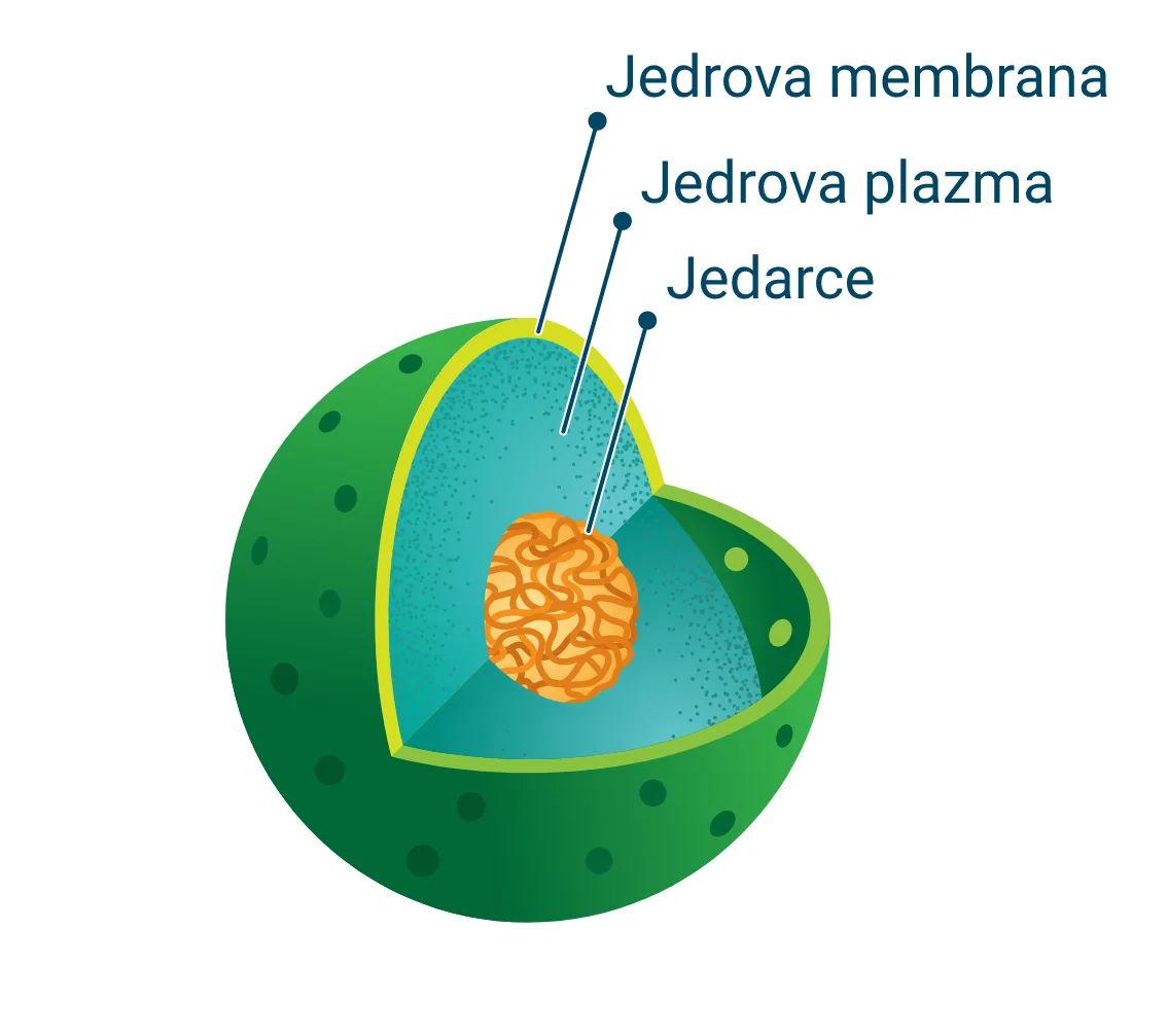Građa jedra i česte greške u razumevanju