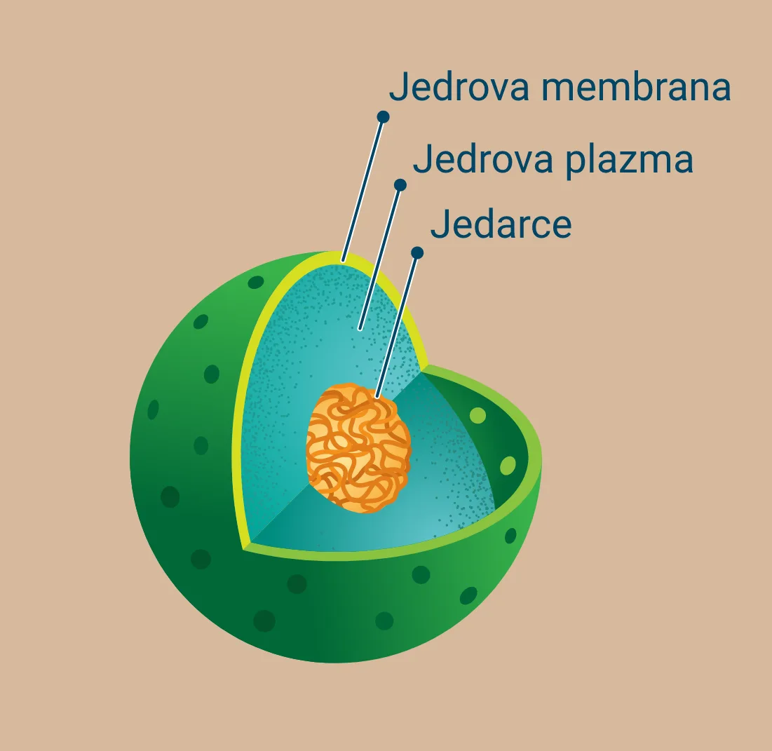 Jedro ćelije kao kontrolni centar i mesto gde se nalazi DNK