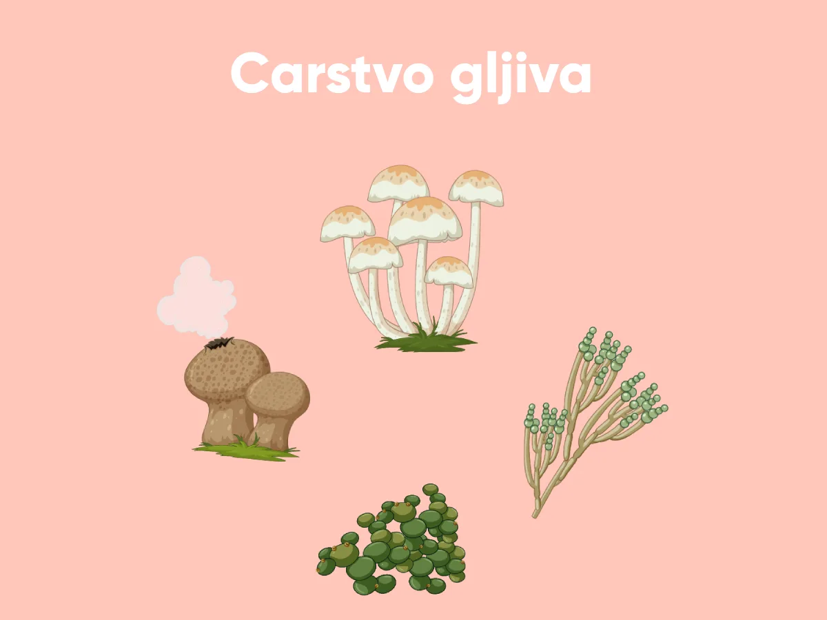 Carstvo gljiva — posebno carstvo, ni biljke ni životinje
