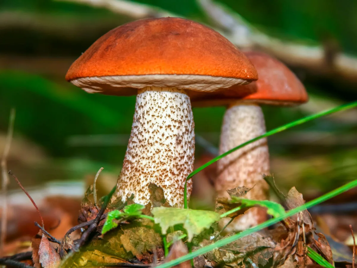 Pečurke — carstvo gljiva, saprotrofi, ne biljke