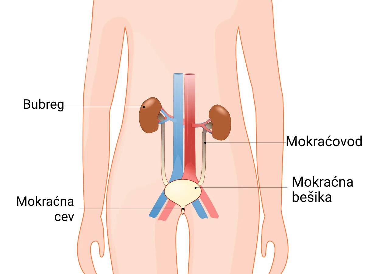 Urinarni sistem čoveka