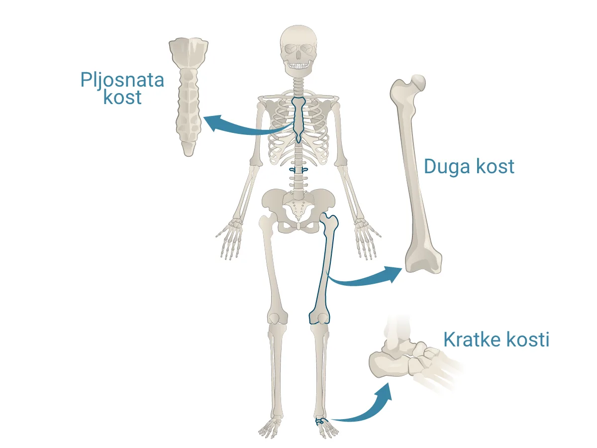 Skelet — 206 kostiju koji čine unutrašnju armaturu tela