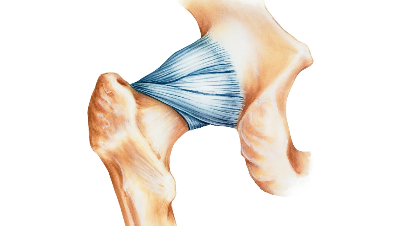 Ligament — vezivno tkivo koje drži zglob (kost-kost)