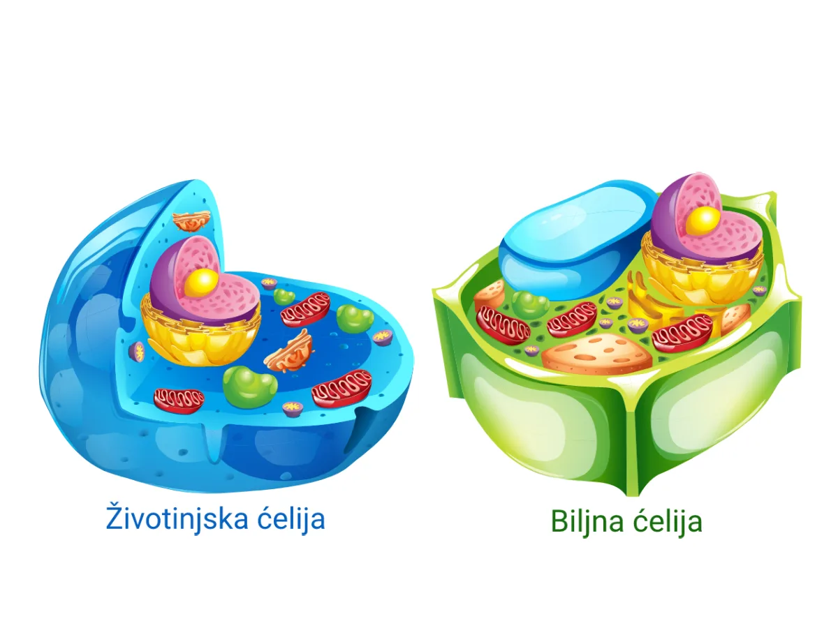 Biljna ćelija ima i hloroplaste i mitohondrije