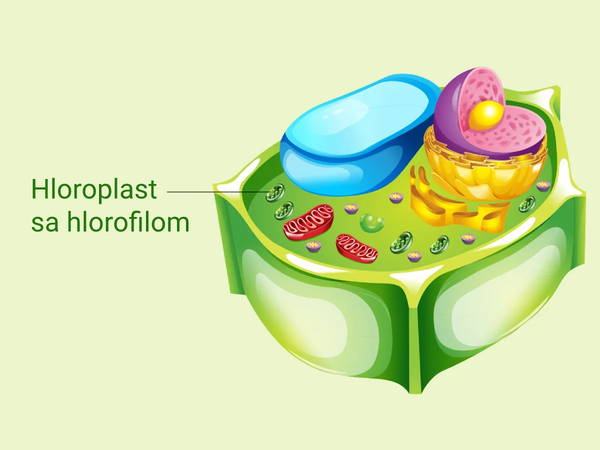 Hlorofil — zeleni pigment koji hvata sunčevu svetlost