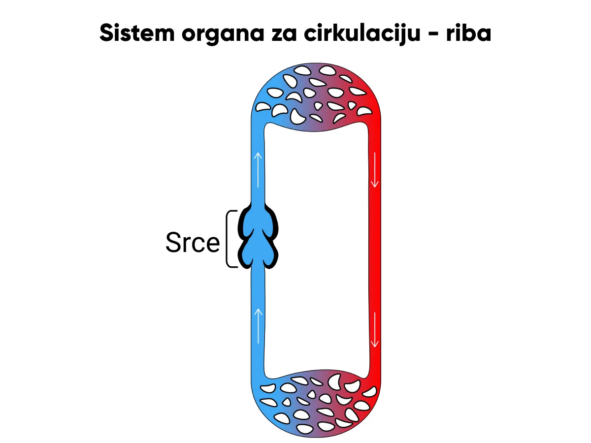 Sistem organa za cirkulaciju kod čoveka