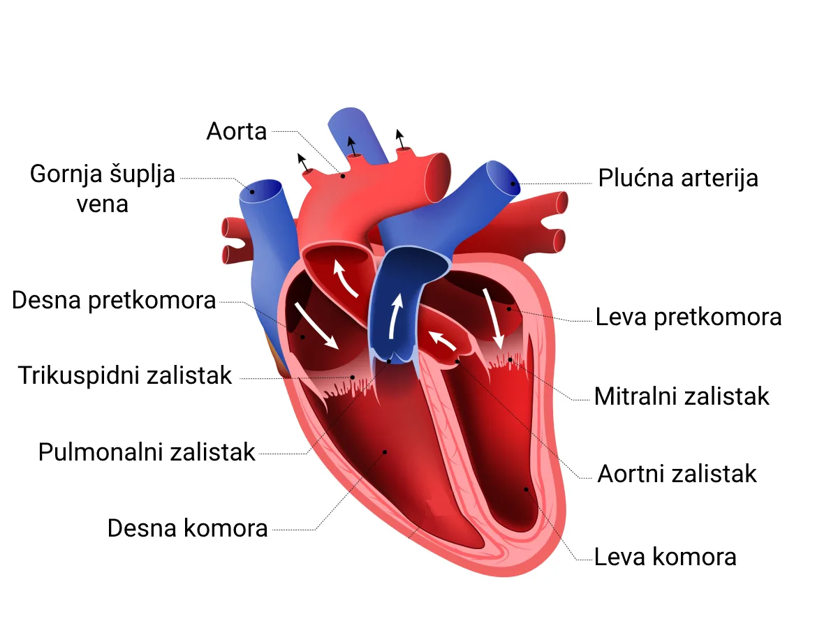 Pregrada u srcu i odvajanje krvi