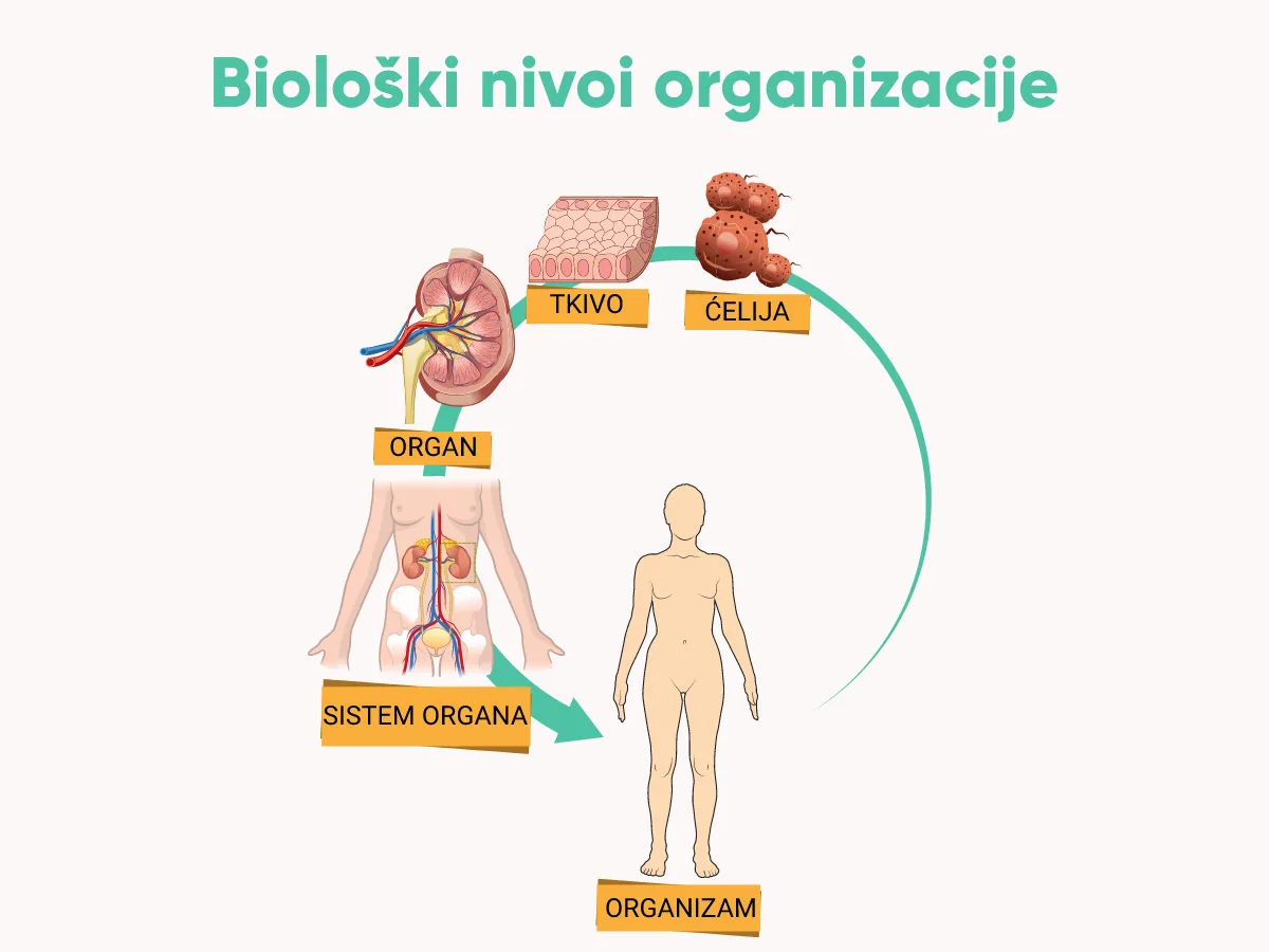 Biološki nivoi organizacije od ćelije do organizma