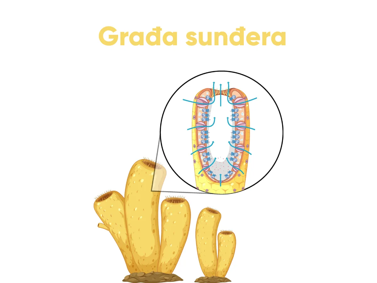 Građa sunđera sa porama i slojevima ćelija