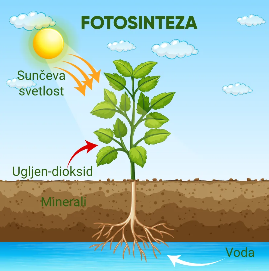 Fotosinteza kao osnova hrane u prirodi