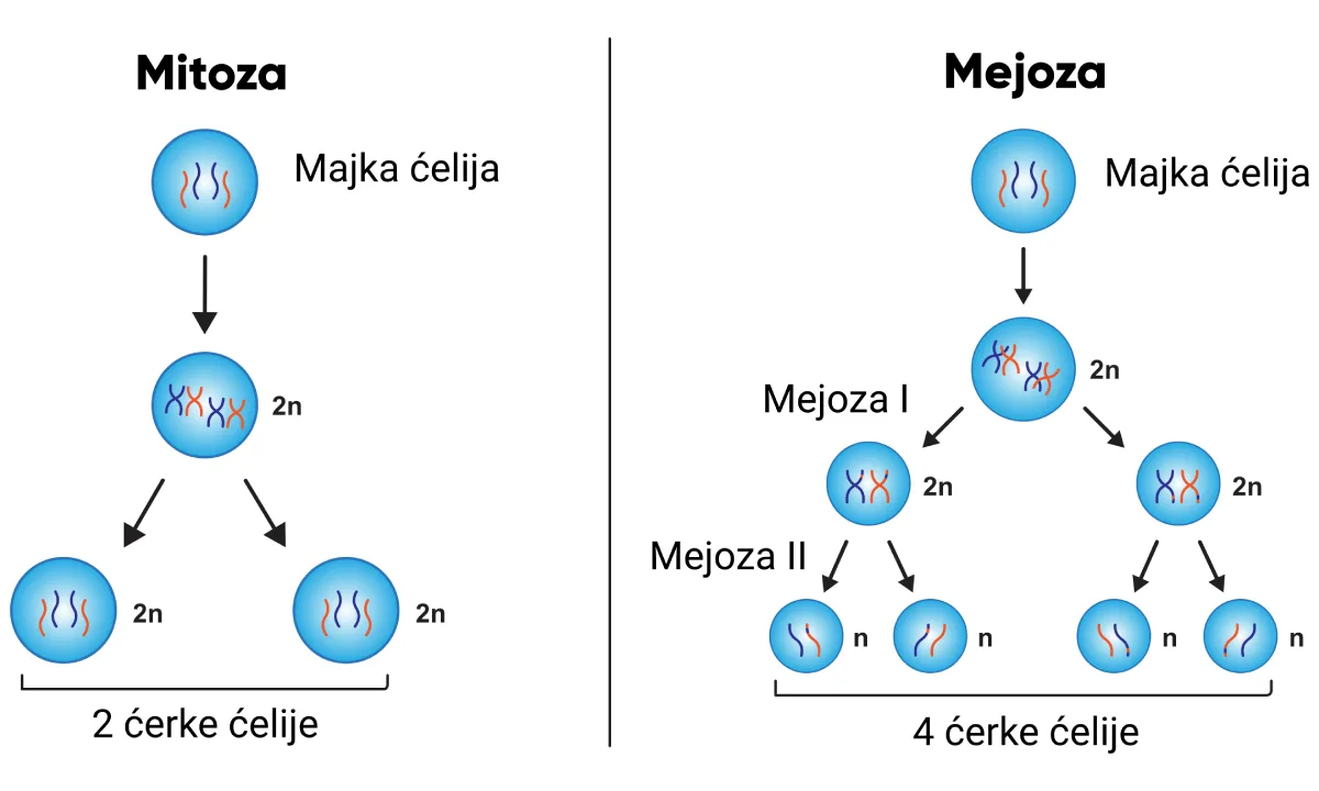 Deoba ćelija uvod