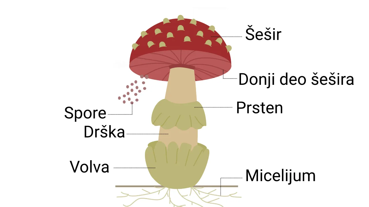 Anatomija pečurke — šešir, drška, micelij