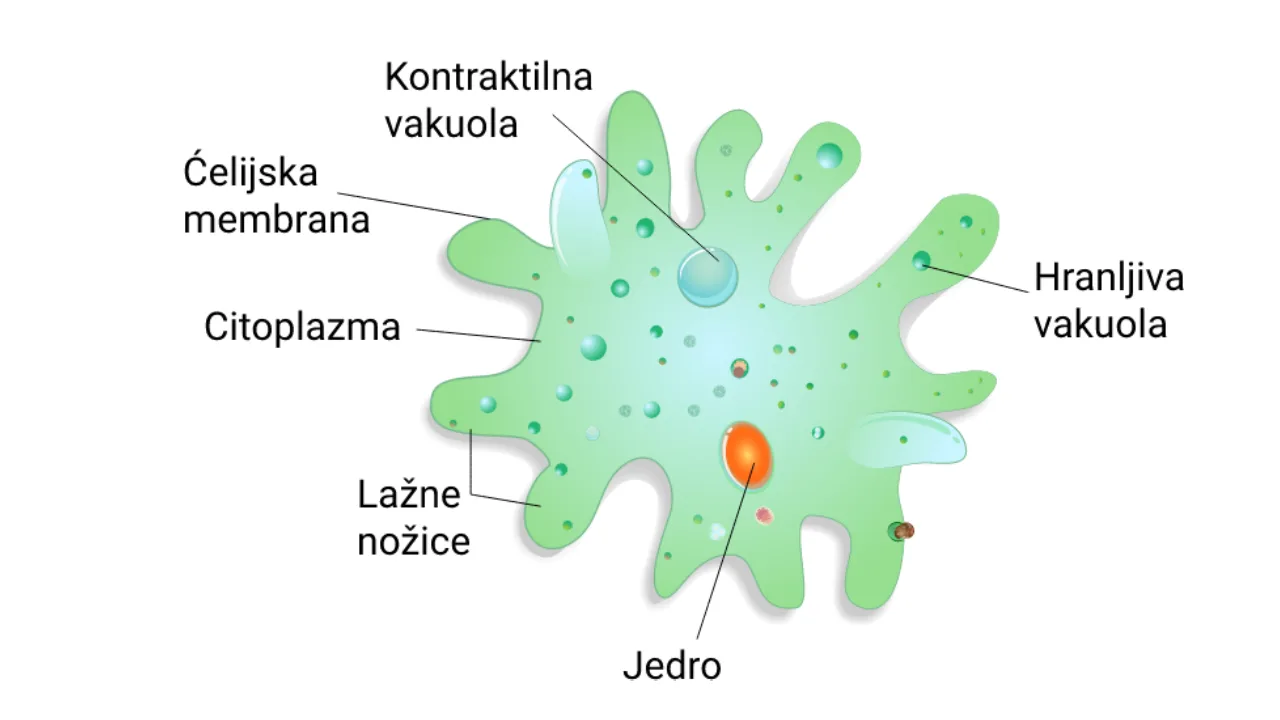 Građa amebe — jednoćelijski eukariota
