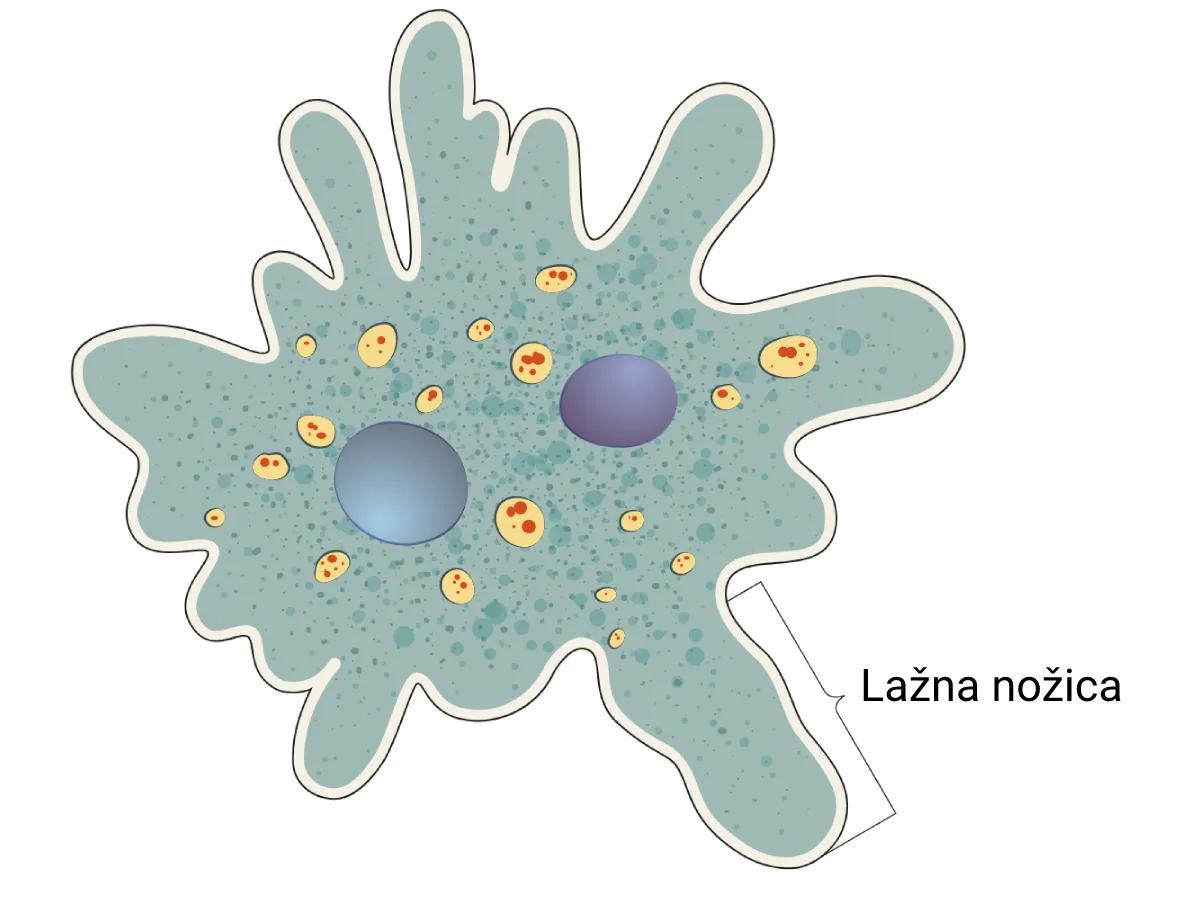 Lažna nožica amebe — pseudopodija