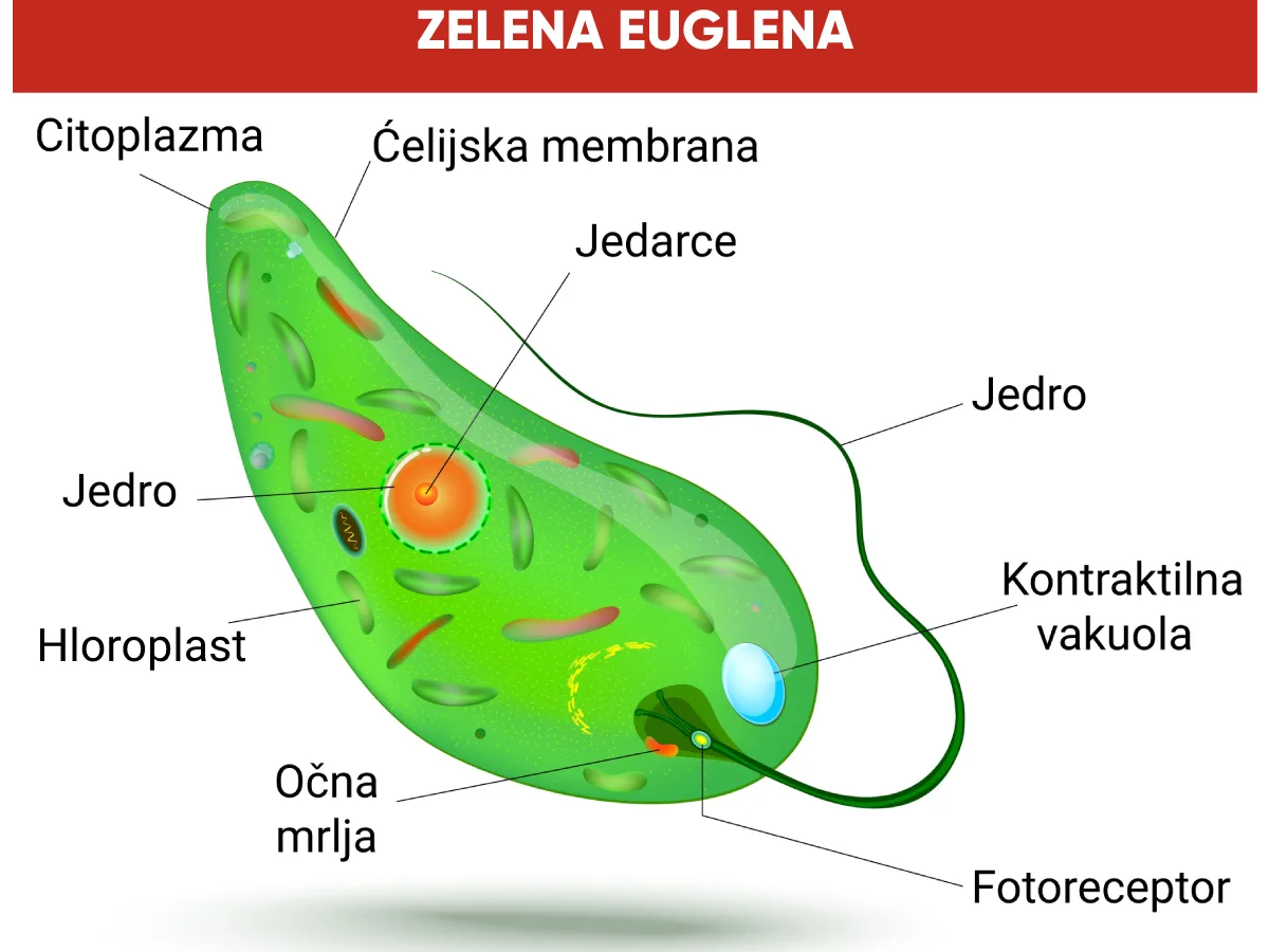 Zelena euglena — građa jednoćelijskog eukariota