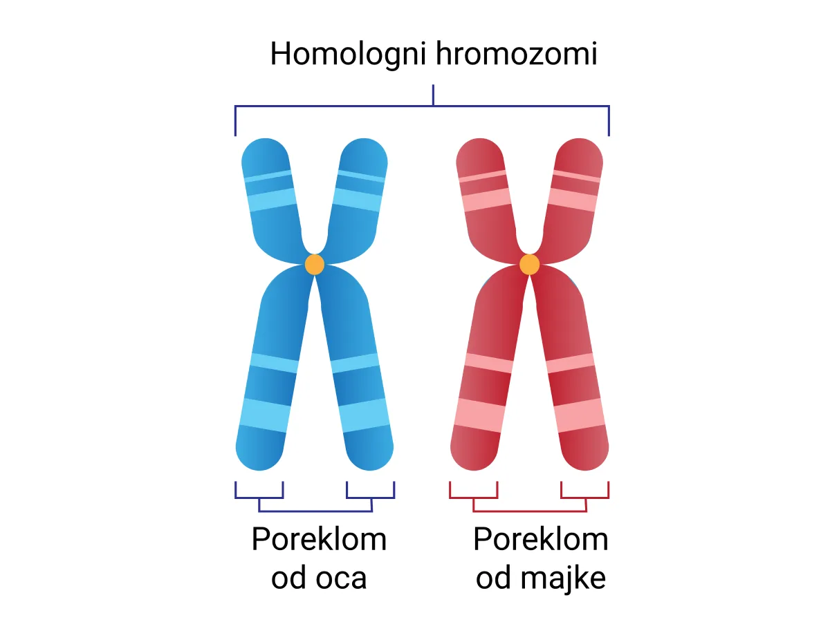 Homologi hromozomi