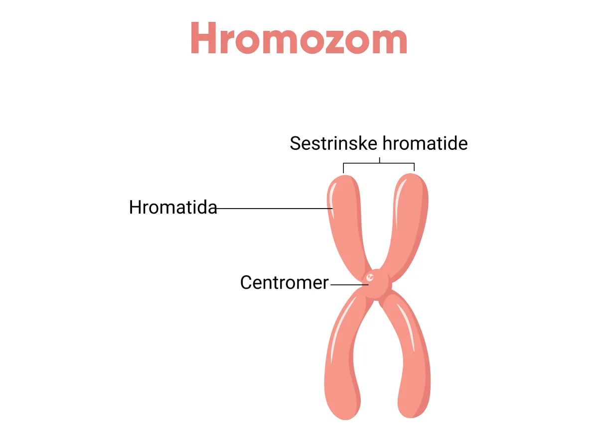 Hromozomi i kontrola deobe ćelije
