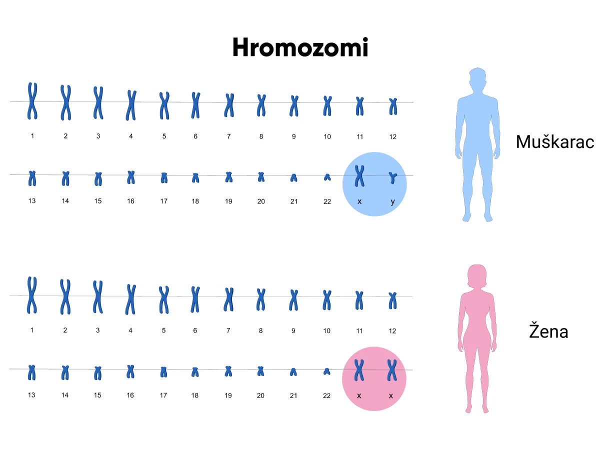 Nasleđivanje hromozoma od roditelja
