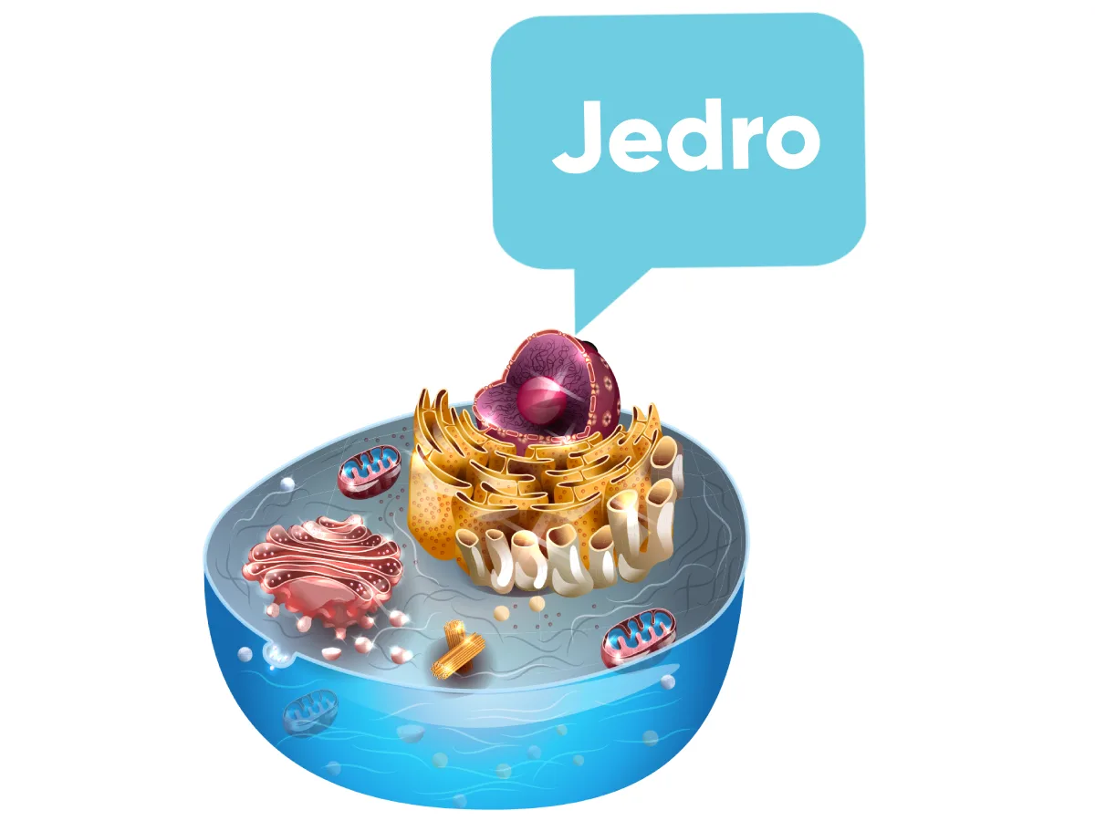 Jedro kao mesto čuvanja genetičkih informacija