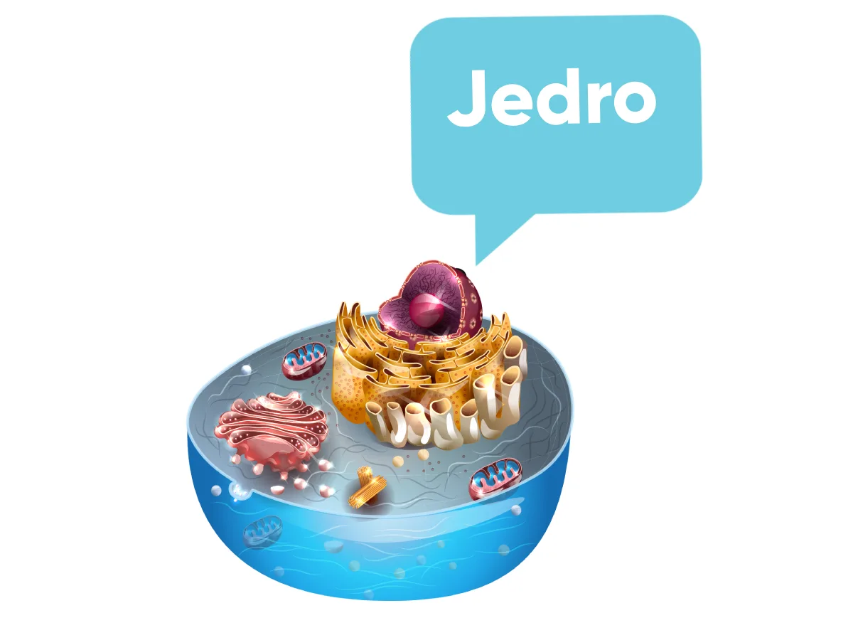 Ćelijsko jedro kao komandni centar ćelije