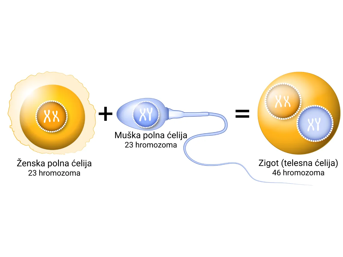 Kombinovanje alela roditelja