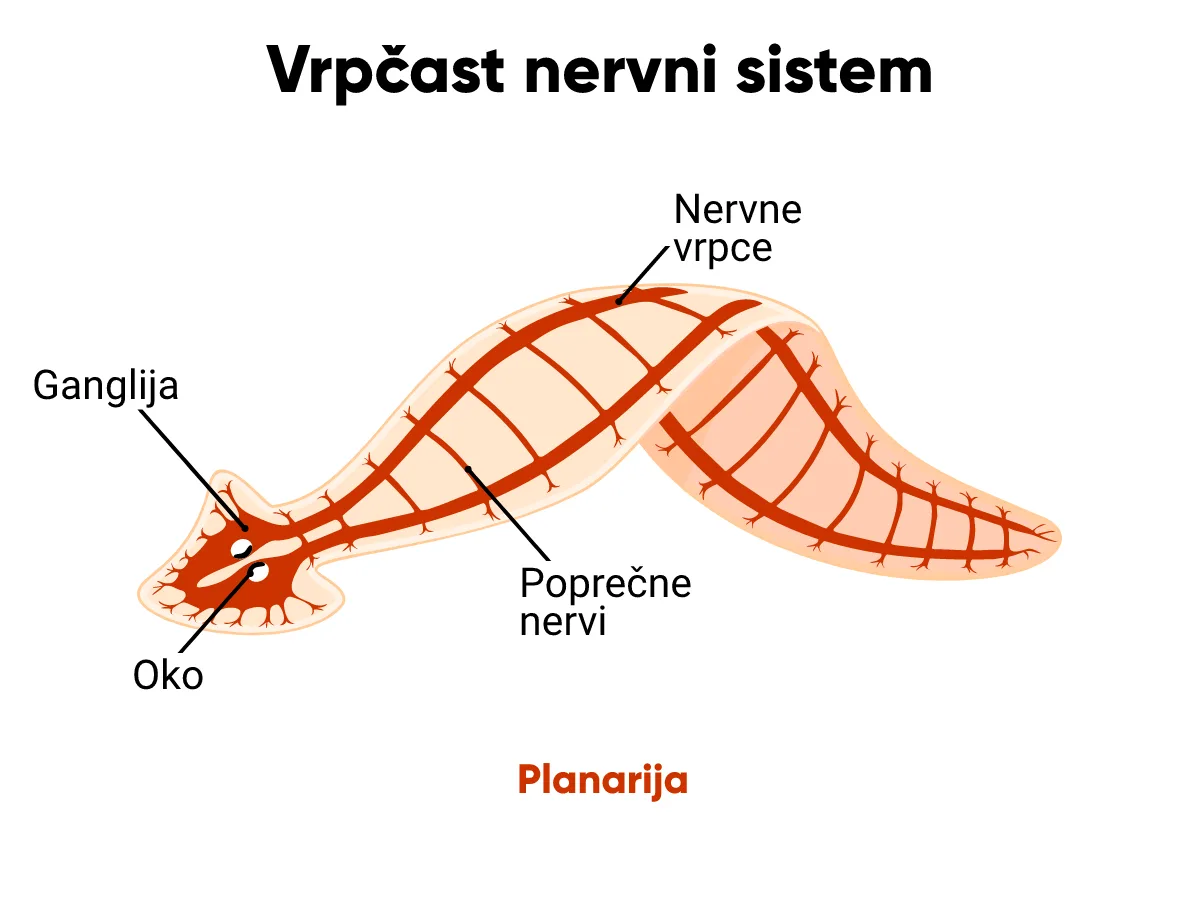 Vrpčast nervni sistem kod pljosnatih crva