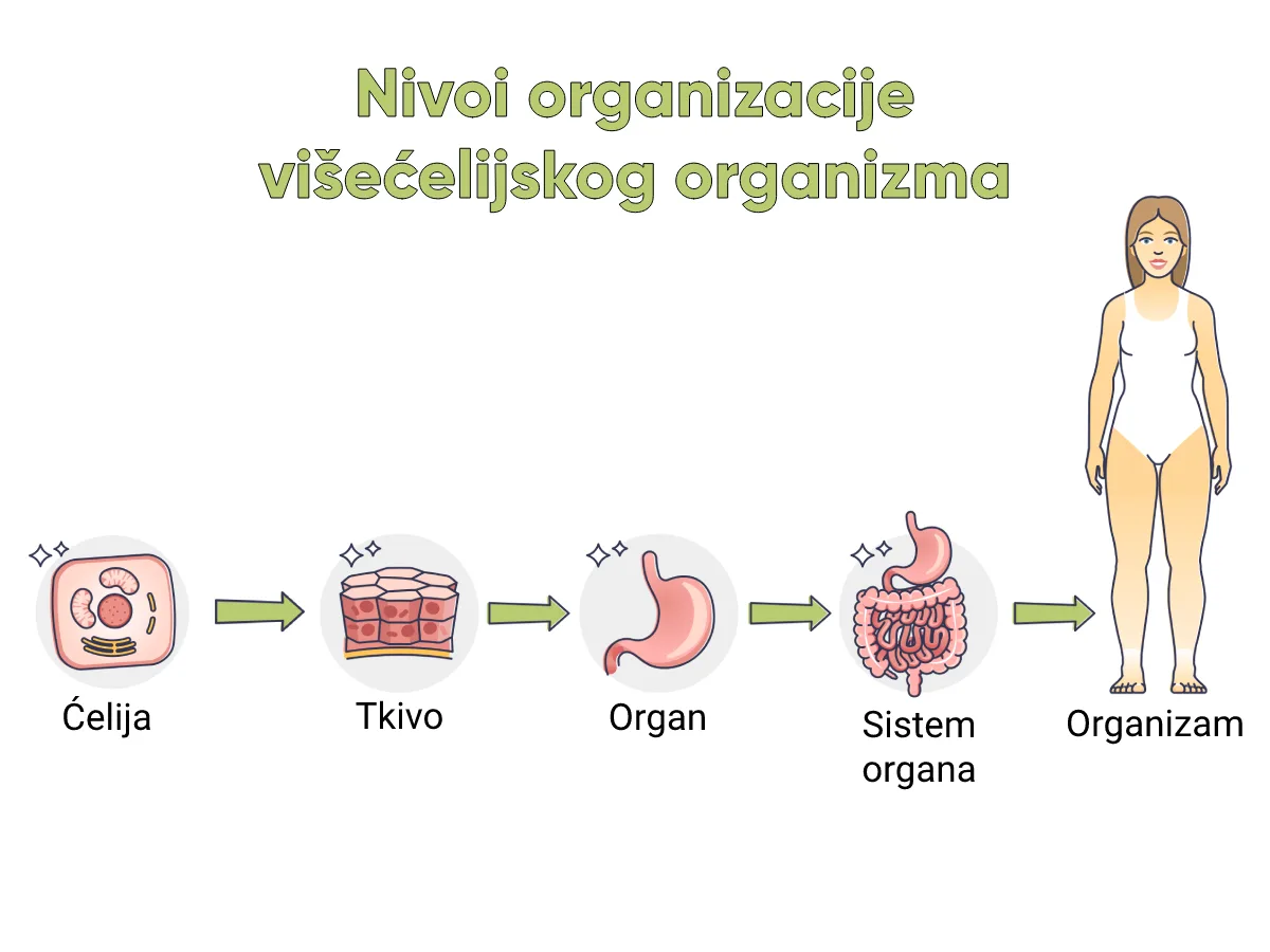 Nivoi organizacije — od ćelije do organa i sistema organa