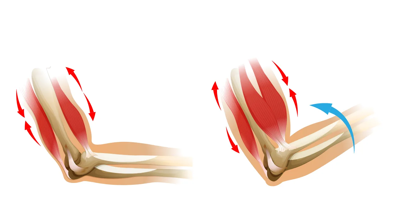 Biceps i triceps — mišići antagonisti