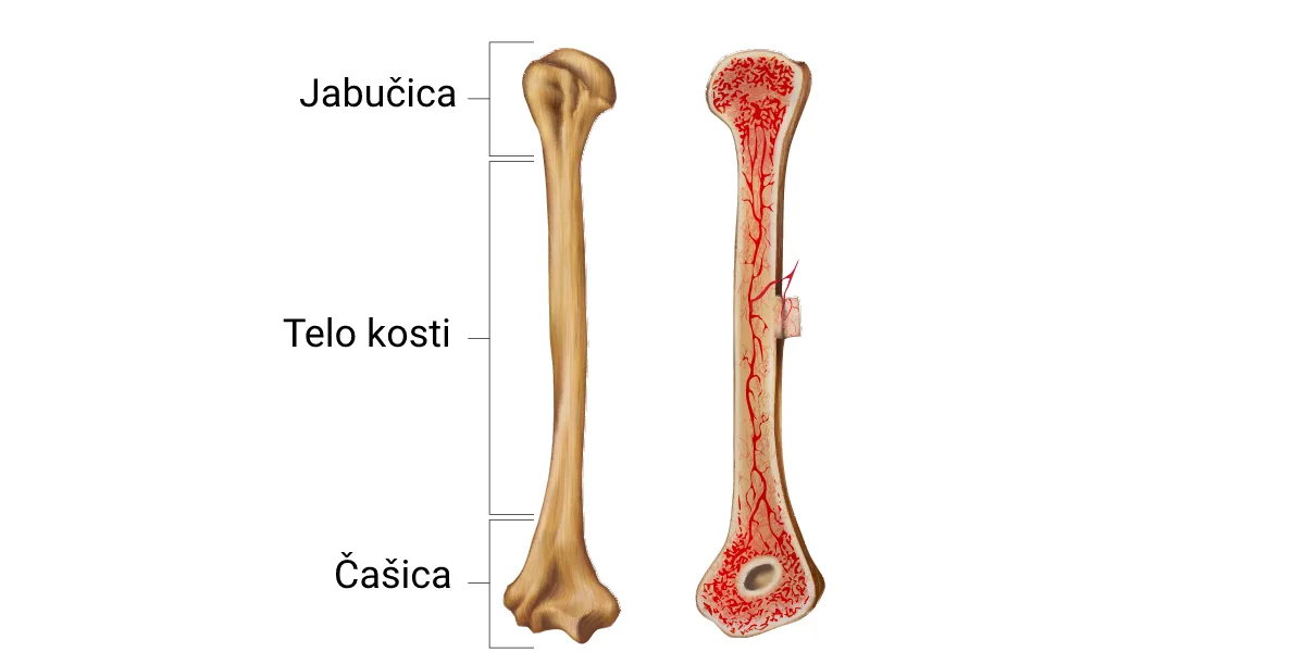 Građa kosti — endoskelet kičmenjaka