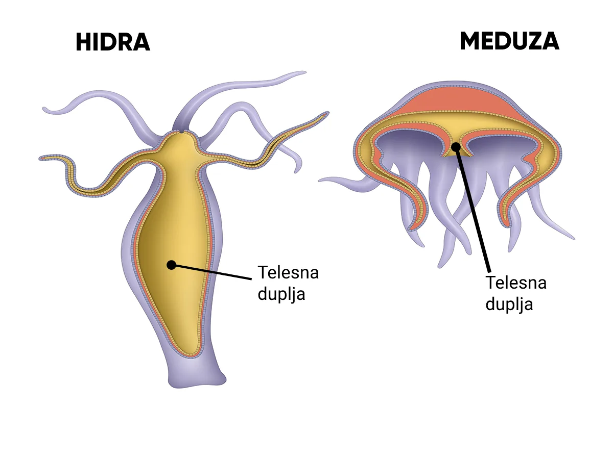 Hidra i Meduza