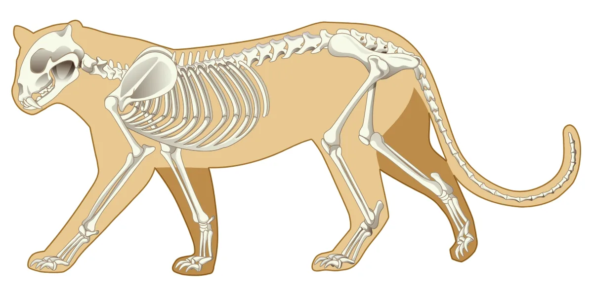 Skelet leoparda — endoskelet kičmenjaka